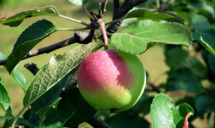pomme 10 liste